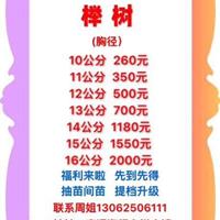 江蘇供應(yīng)10-16公分櫸樹 櫸樹價(jià)格 江蘇櫸樹規(guī)格*