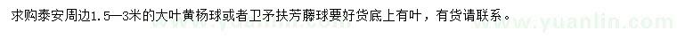求購1.5-3米大葉黃楊球/衛(wèi)矛扶芳藤球