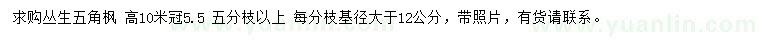 求購12公分以上叢生五角楓