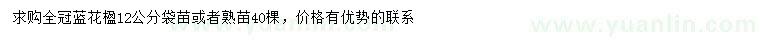 求購12公分藍花楹