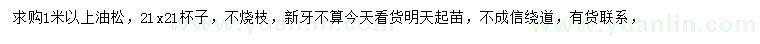 求購1米以上油松