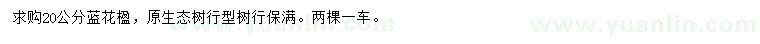 求購20公分藍花楹