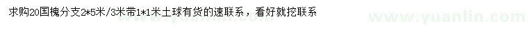 求購20公分國槐
