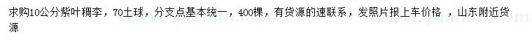 求購10公分紫葉稠李