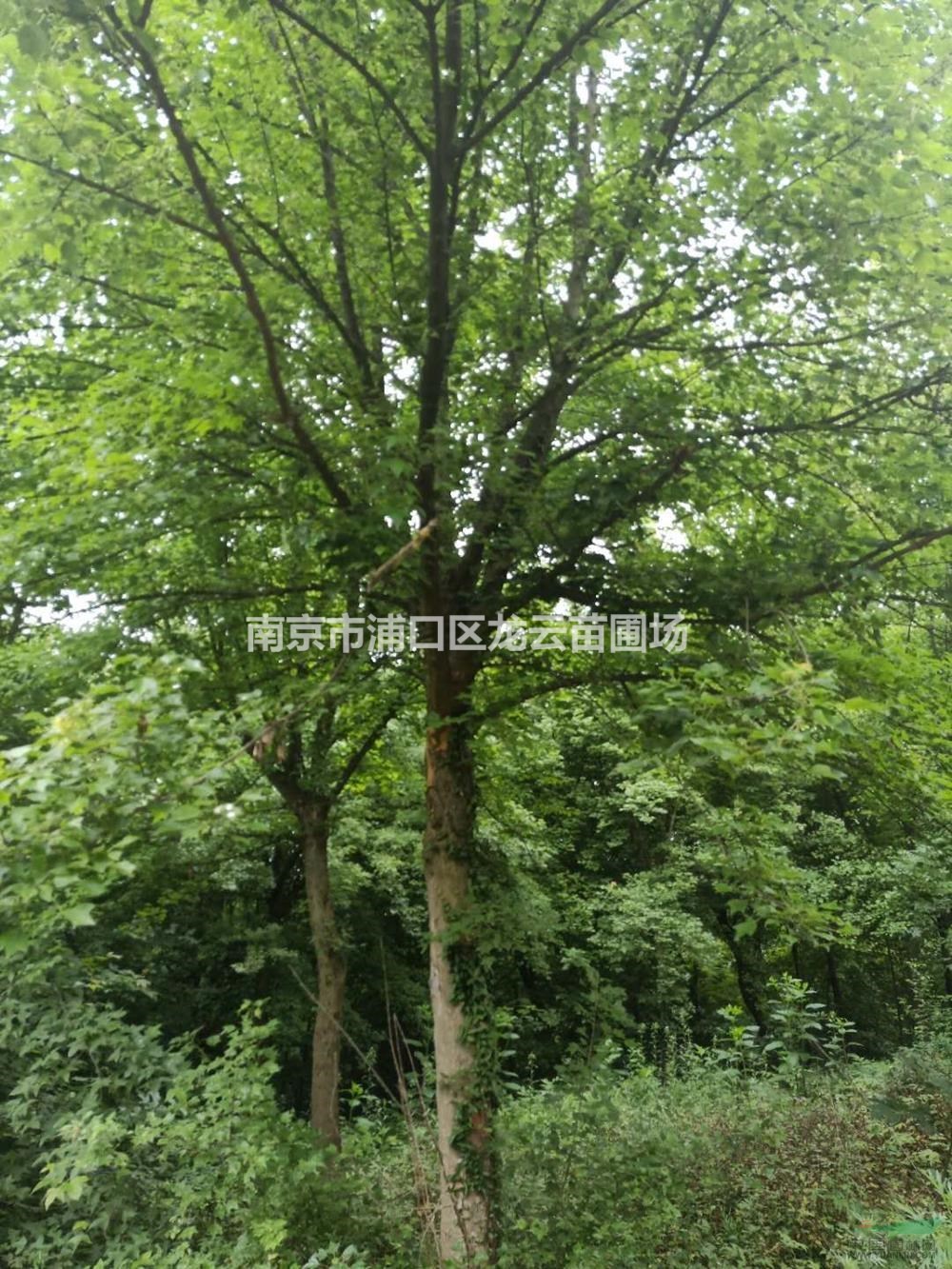 大小規(guī)格南方地區(qū)供應(yīng)三角楓/江蘇三角楓價格/三角楓在江浙滬的市場行情基地
