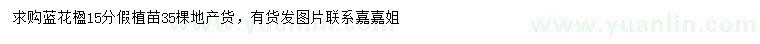求購15公分藍花楹