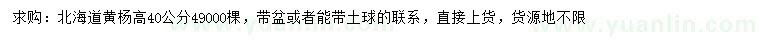 求購高40公分北海道黃楊