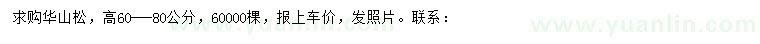 求購高60-80公分華山松