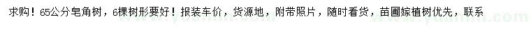 求購65公分皂角樹