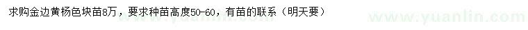 求購高50-60公分金邊黃楊