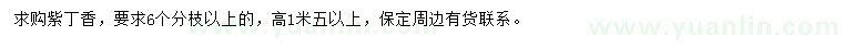 求購高1.5米紫丁香