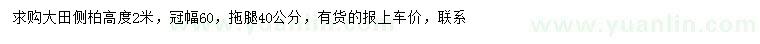 求購冠幅60公分側(cè)柏