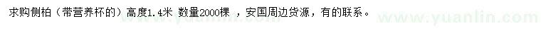 求購高1.4米側(cè)柏