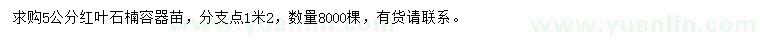 求購5公分紅葉石楠
