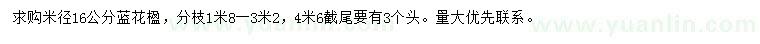 求購米徑16公分藍(lán)花楹