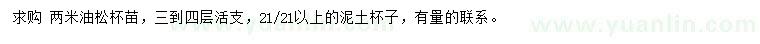 求購2米油松