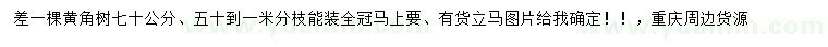 求購50公分黃角樹