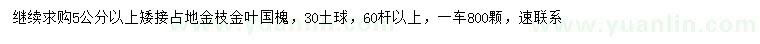 求購(gòu)5公分以上金枝金葉國(guó)槐