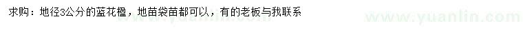 求購地徑3公分藍(lán)花楹