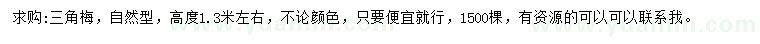 求購高1.3米左右三角梅