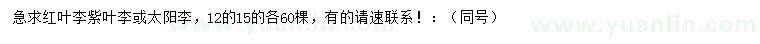 求購(gòu)紅葉李、紫葉李、太陽(yáng)李