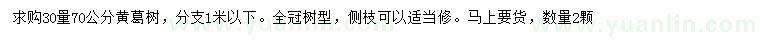 求購30量70公分黃葛樹