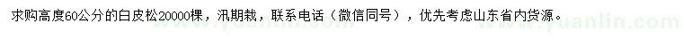 求購高60公分白皮松