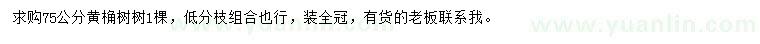 求購75公分黃桷樹