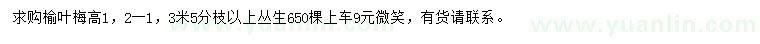 求購高1、2米榆葉梅