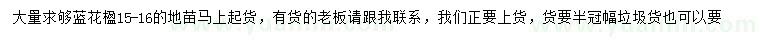 求購(gòu)15-16公分藍(lán)花楹