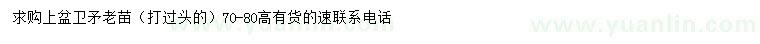 求購高70-80公分衛(wèi)矛