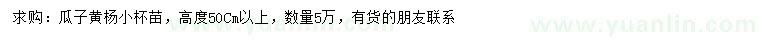 求購高50公分以上瓜子黃楊