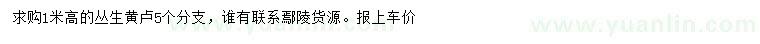 求購高1米叢生黃盧