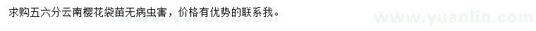求購5、6公分云南櫻花