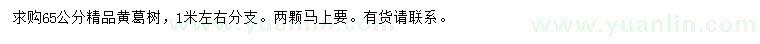 求購65公分黃葛樹