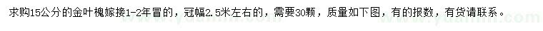 求購15公分金葉槐