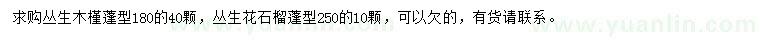 求購叢生木槿、叢生花石榴