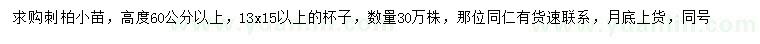 求購高60公分以上刺柏小苗