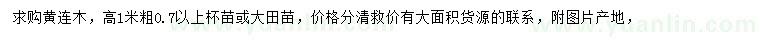 求購高1米黃連木