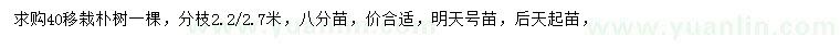 求購40公分樸樹(shù)