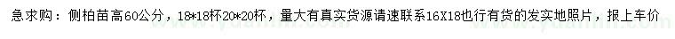 求購高60公分側(cè)柏