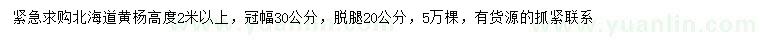 求購高2米以上北海道黃楊