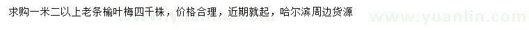 求購1.2米以上榆葉梅