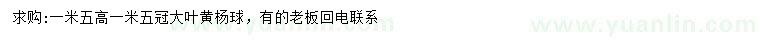 求購高1.5米大葉黃楊球