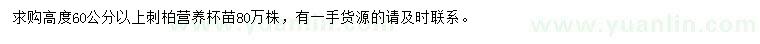 求購(gòu)高60公分以上刺柏