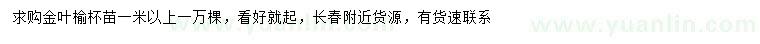 求購1米以上金葉榆