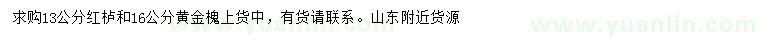 求購13公分紅櫨、16公分黃金槐