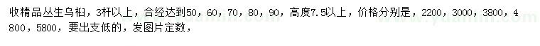 求購高7.5米以上叢生烏桕