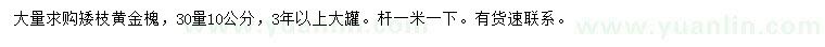 求購30量10公分黃金槐