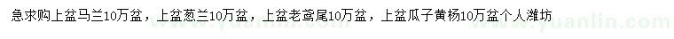 求購馬蘭、蔥蘭、老鳶尾等